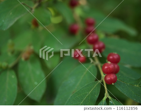 六月成熟的金石的紅色漿果 116112856