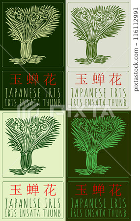 Set of vector drawing JAPANESE IRIS in Chinese in various colors. Hand drawn illustration. The Latin name is IRIS ENSATA THUNB Set of vector drawing JAPANESE IRIS in Chinese in various colors. Hand drawn illustration. The Latin name is IRIS ENSATA THUNB 116112991
