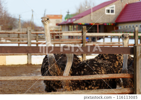 Group of ostriches standing tall and proud next to a sturdy wooden fence, showcasing. Group of ostriches standing tall and proud next to a sturdy wooden fence, showcasing. 116113085