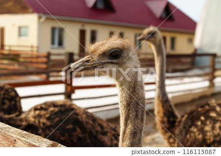 Group of ostriches standing tall and proud next to a sturdy wooden fence, showcasing. Group of ostriches standing tall and proud next to a sturdy wooden fence, showcasing. 116113087