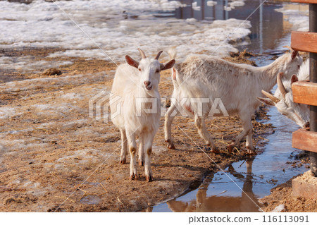 Goats seem at ease, peacefully grazing and exploring their surroundings. Goats seem at ease, peacefully grazing and exploring their surroundings. 116113091