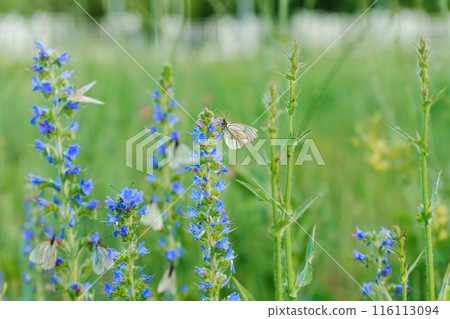 Close-up white butterflies fluttering and resting on vibrant blue flowers. Close-up white butterflies fluttering and resting on vibrant blue flowers. 116113094