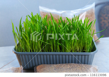 Fresh green grass, possibly intended for cats or growing microgreens. Fresh green grass, possibly intended for cats or growing microgreens. 116113096