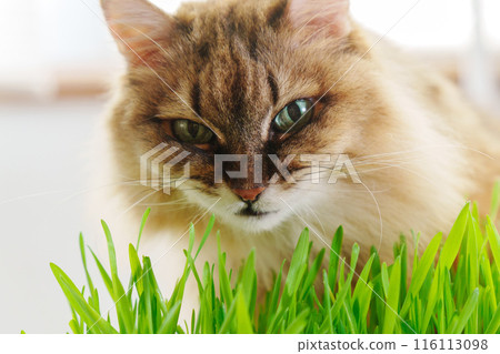 Cat is peacefully nibbling on a patch of vibrant green grass, possibly as a way to aid its digestion. Cat is peacefully nibbling on a patch of vibrant green grass, possibly as a way to aid its digestion. 116113098