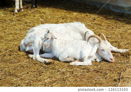 White goat stands next to a sturdy wooden fence on a farm, showcasing a portrait of agriculture. 116113103