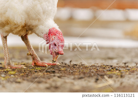 Rural countryside landscape with broad breasted domestic turkey. Rural countryside landscape with broad breasted domestic turkey. 116113121