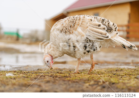 Domestic turkey confidently strides across the terrain of a farmyard rural life. Domestic turkey confidently strides across the terrain of a farmyard rural life. 116113124