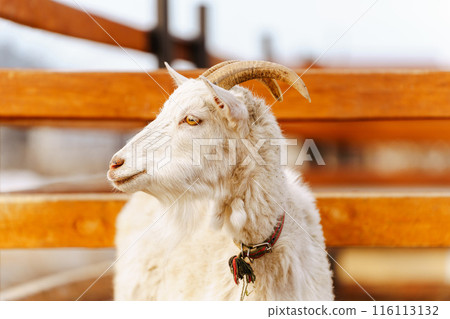 Goat peacefully grazing in field under the warm sunlight, showcasing its beauty and tranquility. Goat peacefully grazing in field under the warm sunlight, showcasing its beauty and tranquility. 116113132