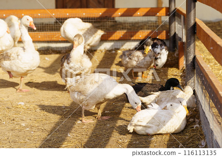 Graceful Flock of Geese Standing Together, selective focus Graceful Flock of Geese Standing Together, selective focus 116113135