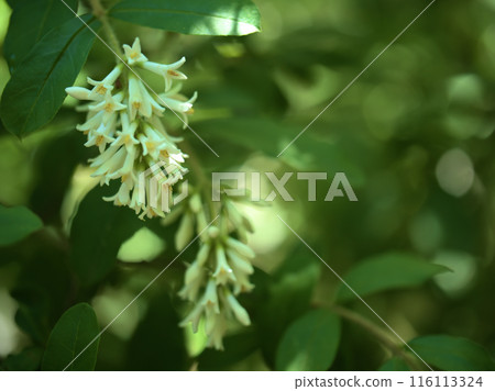 五月盛開的可愛睡蓮花 五月盛開的可愛睡蓮花 116113324