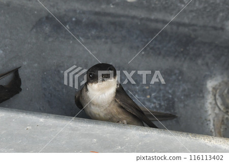 雄鹿甲蟲 116113402