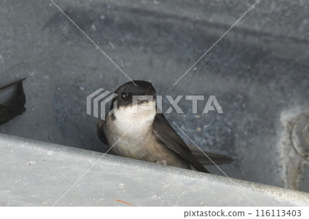 雄鹿甲蟲 116113403