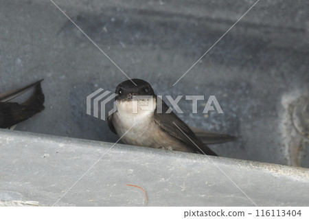 雄鹿甲蟲 雄鹿甲蟲 116113404