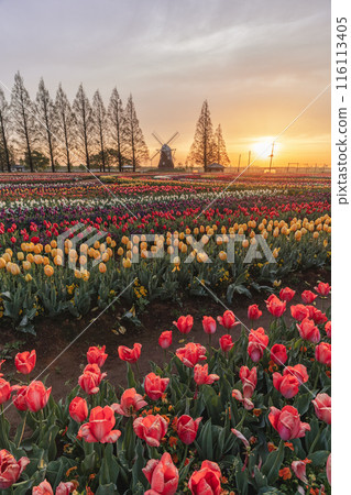 曙山農業公園的鬱金香田與日出 116113405