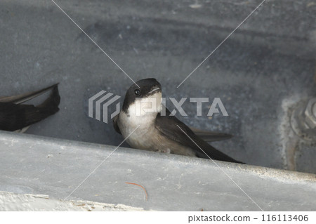 雄鹿甲蟲 雄鹿甲蟲 116113406