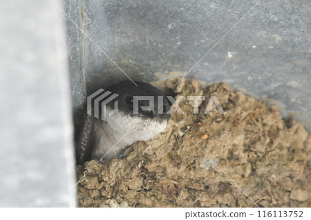 Stag beetle Stag beetle 116113752