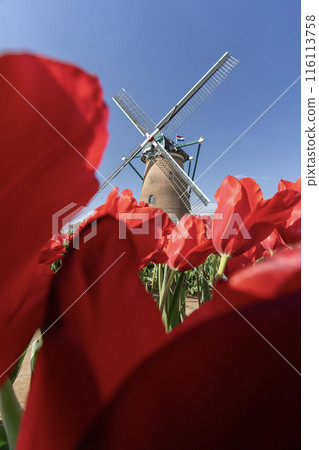 Windmills, tulips and blue sky at Sakura Furusato Square Windmills, tulips and blue sky at Sakura Furusato Square 116113758