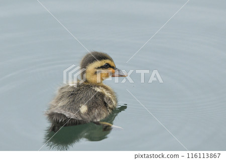 海鷗的小雞 116113867