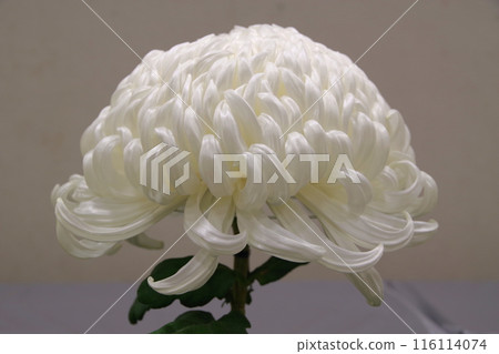 帶廣菊花展大白2 帶廣菊花展大白2 116114074