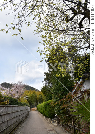 Kyoto in spring in Japan, the streets around Arashiyama, near the tourist attraction bamboo forest path, bamboo fences with a Japanese feel, beautiful cherry blossoms and fresh greenery Kyoto in spring in Japan, the streets around Arashiyama, near the tourist attraction bamboo forest path, bamboo fences with a Japanese feel, beautiful cherry blossoms and fresh greenery 116114082