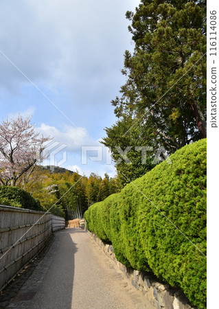 Kyoto in spring in Japan, the streets around Arashiyama, near the tourist attraction bamboo forest path, bamboo fences with a Japanese feel, beautiful cherry blossoms and fresh greenery 116114086
