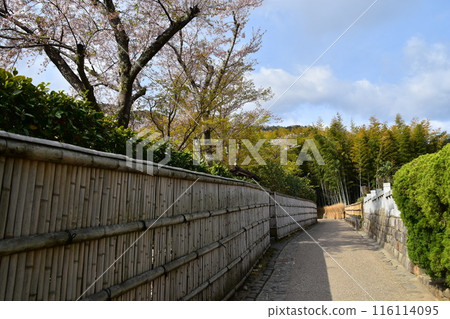 Kyoto in spring in Japan, the streets around Arashiyama, near the tourist attraction bamboo forest path, bamboo fences with a Japanese feel, beautiful cherry blossoms and fresh greenery 116114095