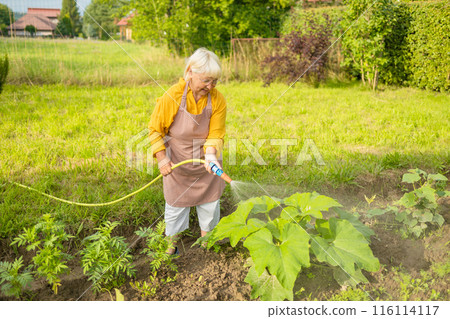 Senior woman watering fresh plants growing at home vegetable garden. Gardener taking care of plants at the backyard of her house. Concept of sustainability and growing organic 116114117
