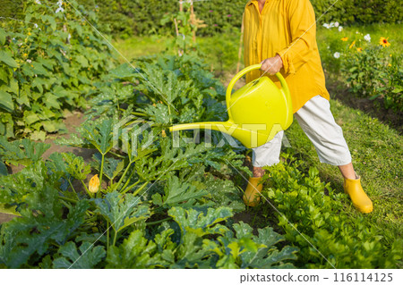 Happy senior woman taking care of flowers outdoors in garden, watering with can. Female preparing for preparing flowers for international women day. High quality photo 116114125