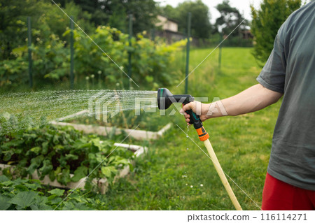 Caucasian gardener man holding hand hose sprayer and watering cucumber plants, herbs in garden Caucasian gardener man holding hand hose sprayer and watering cucumber plants, herbs in garden 116114271