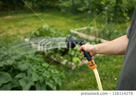 Caucasian gardener man holding hand hose sprayer and watering cucumber plants, herbs in garden 116114278