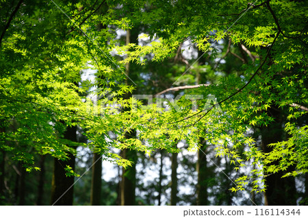 景觀與綠色 116114344