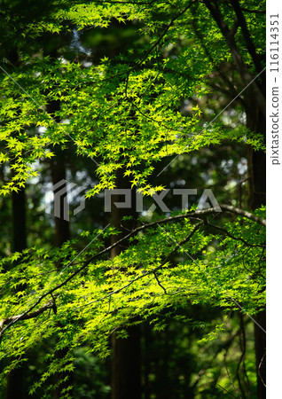 景觀與綠色 景觀與綠色 116114351