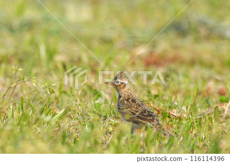 Lark Lark 116114396