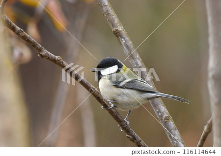 Great tit Great tit 116114644