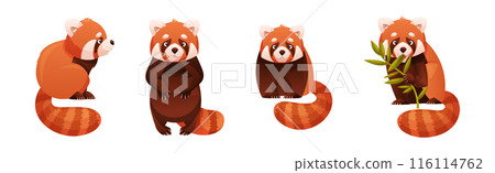 Adorable Red Panda as Small Fluffy Mammal with Dense Reddish-brown Fur and Ringed Tail in Different Pose Vector Set Adorable Red Panda as Small Fluffy Mammal with Dense Reddish-brown Fur and Ringed Tail in Different Pose Vector Set 116114762