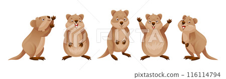 Funny Quokka as Short-tailed Scrub Wallaby with Rounded Ears in Different Pose Vector Set 116114794