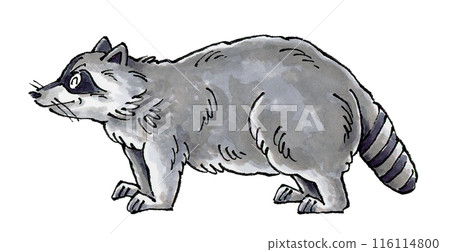 Happy raccoon Happy raccoon 116114800