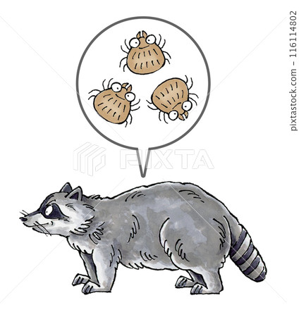 Raccoons and ticks 116114802