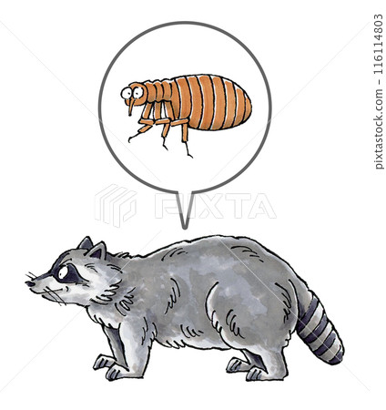 Raccoons and fleas 116114803