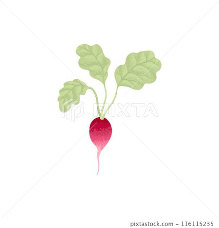 Fresh radish with top leaves icon. Organic tuber vegetable, harvest. Natural root veggies. Raw and healthy food crop composition. Flat graphic vector illustration isolated on white background 116115235