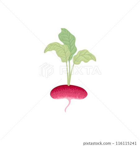 Fresh radish with top leaves icon. Organic tuber vegetable, harvest. Natural root veggies. Raw and healthy food crop composition. Flat graphic vector illustration isolated on white background Fresh radish with top leaves icon. Organic tuber vegetable, harvest. Natural root veggies. Raw and healthy food crop composition. Flat graphic vector illustration isolated on white background 116115241