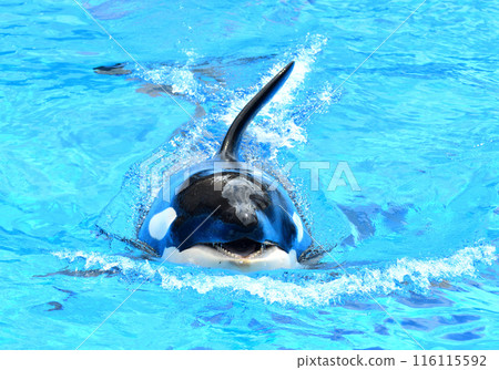 A orca with a look on the surface of the water 116115592