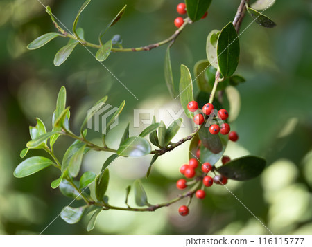 Amami holly, which produces red berries in late autumn Amami holly, which produces red berries in late autumn 116115777