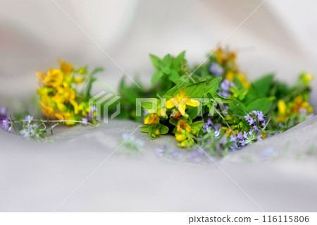 St Johns wort and Thyme fresh flowers drying 116115806