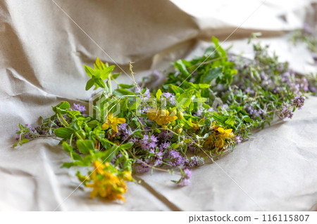 St Johns wort and Thyme fresh flowers drying St Johns wort and Thyme fresh flowers drying 116115807