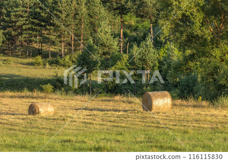 Field with rolls of hay, rural landscape Field with rolls of hay, rural landscape 116115830