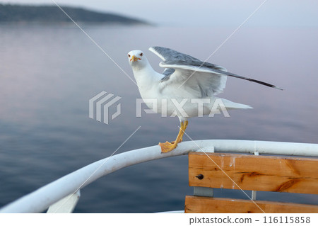 Large seagull on ferry boat, spread wings Large seagull on ferry boat, spread wings 116115858