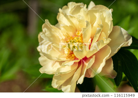 初夏盛開的黃色牡丹花 116115949