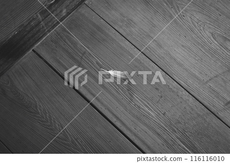 秋天的羽毛 116116010