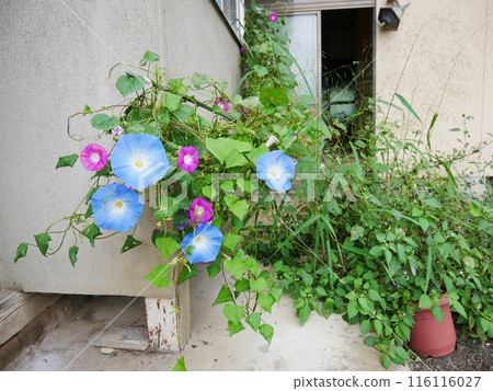 Blue morning glory Blue morning glory 116116027